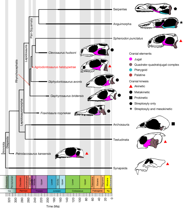 The oldest known lepidosaur and origins of lepidosaur feeding adaptations