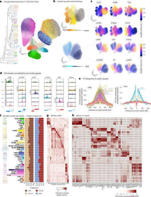 Single-nucleus chromatin accessibility profiling identifies cell types and functional variants contributing to major depression