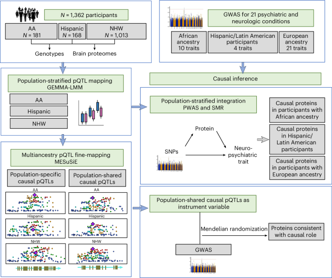 Multiancestry brain pQTL fine-mapping and integration with genome-wide association studies of 21 neurologic and psychiatric conditions