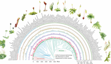 Bryophytes hold a larger gene family space than vascular plants