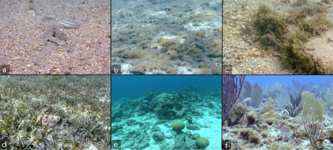 Octopus arm flexibility facilitates complex behaviors in diverse natural environments