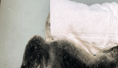 A very small baby seal lying next to a rolled up white towel in a pen. His flippers are outstretched on either side of him.