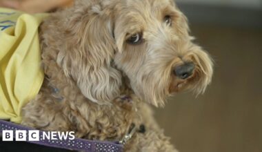 Therapy cockapoo who visits Croydon Hospital is up for BBC award
