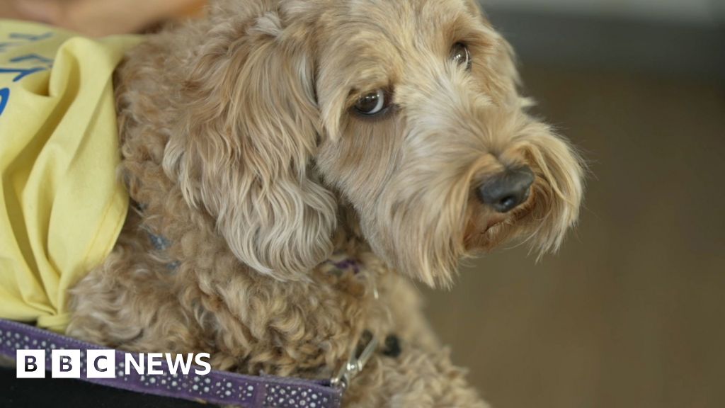 Therapy cockapoo who visits Croydon Hospital is up for BBC award