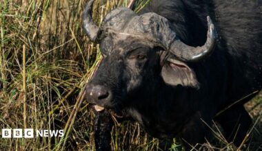A herd of buffaloes in Chobe National Park, with birds sitting on one of the animals, in this archive photo