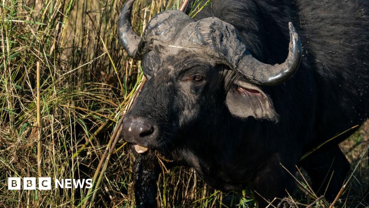 A herd of buffaloes in Chobe National Park, with birds sitting on one of the animals, in this archive photo