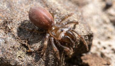 Are there any venomous spiders in the UK?