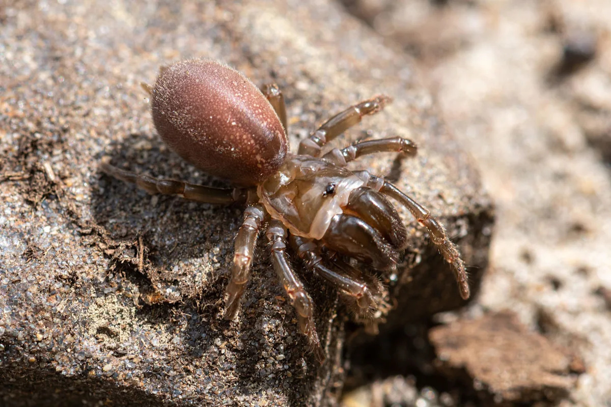 Are there any venomous spiders in the UK?