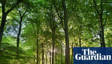 Area of England well protected for nature is in decline, data shows | Conservation