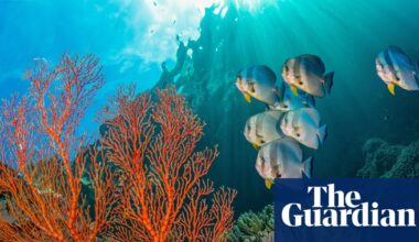 Public strongly backs aim of 30% of land and sea set aside for nature, poll finds | Marine life