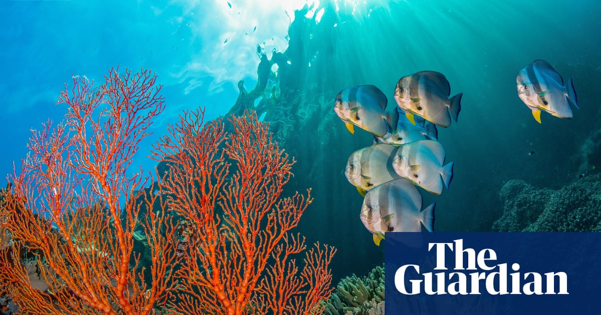 Public strongly backs aim of 30% of land and sea set aside for nature, poll finds | Marine life