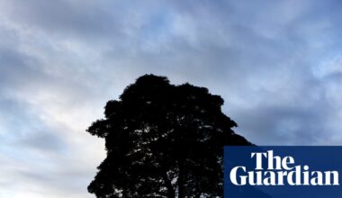Sycamore Gap tree was at least 100-120 years old, ring count finds | Northumberland