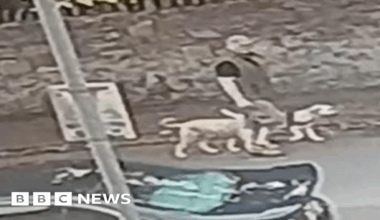 A CCTV image of a man walking down a road with two dogs by his side. The image is grey in colour and of relatively poor quality. You can make out the man is wearing a gilet over a shirt. He is passing a car and there is a wall to the side of him.