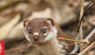 Stoat caught on camera, in trap after swimming into predator free sanctuary