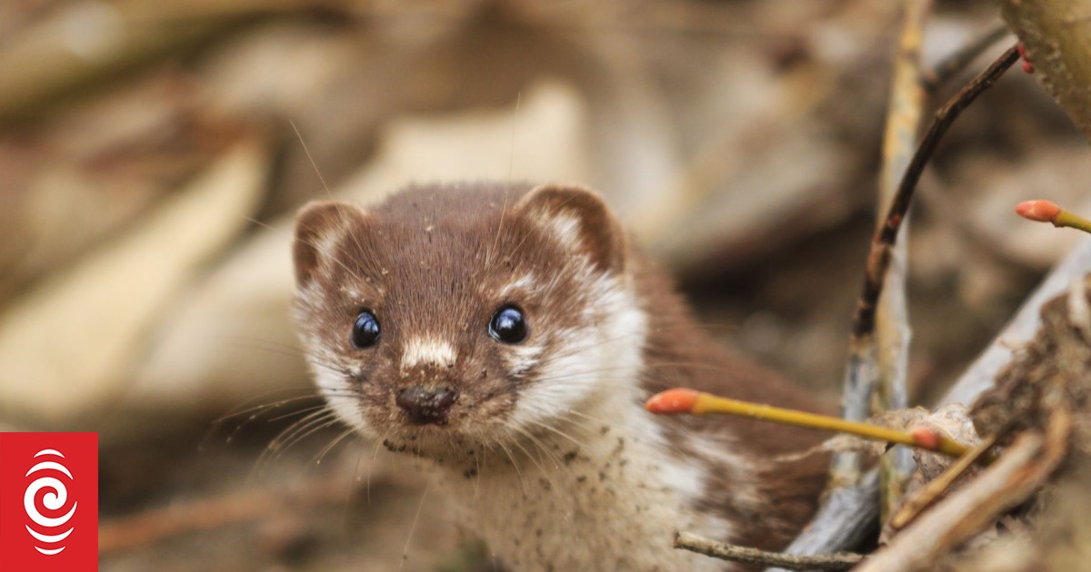 Stoat caught on camera, in trap after swimming into predator free sanctuary