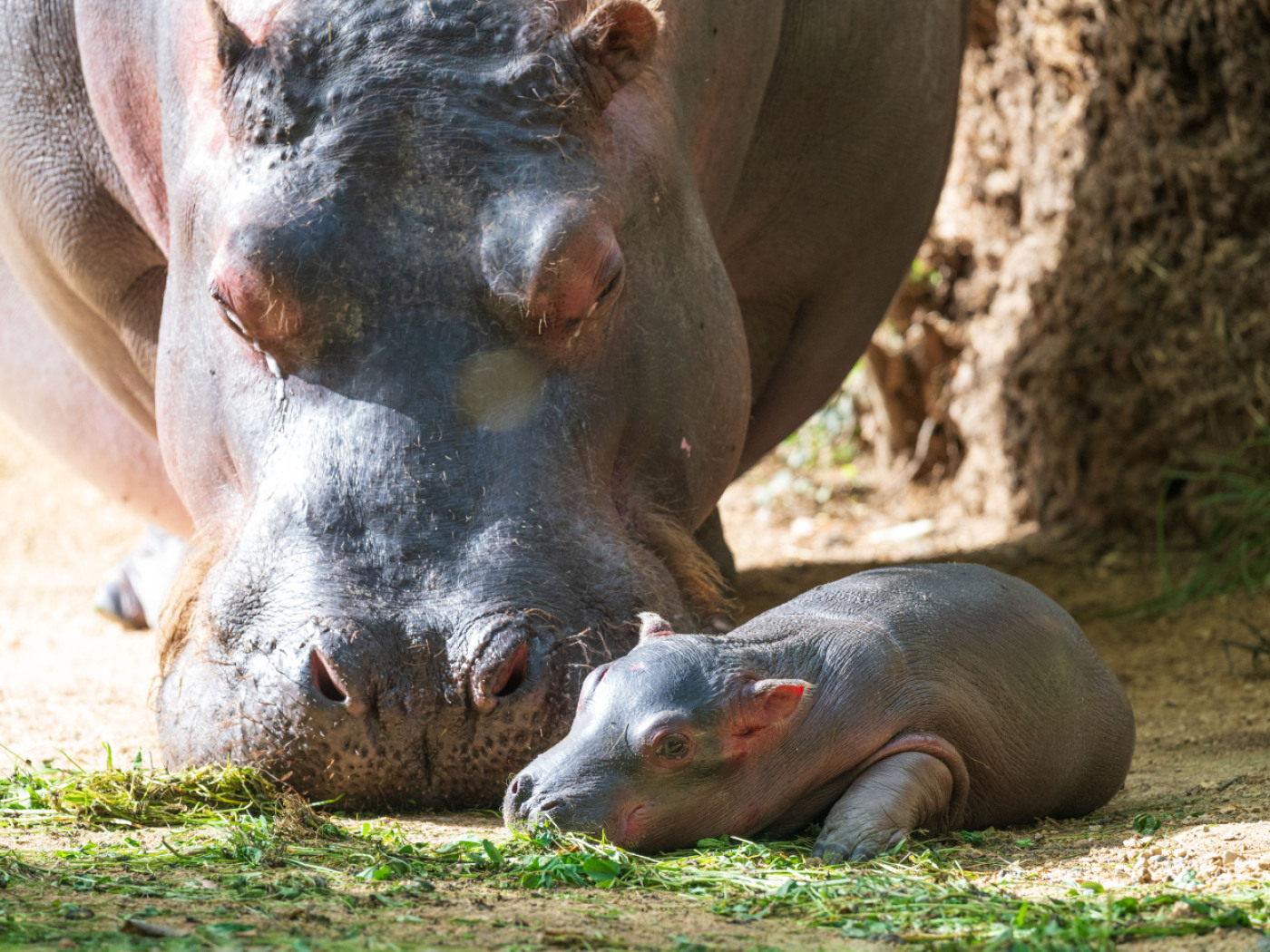 Baby hippopotamus born at Basel Zoo