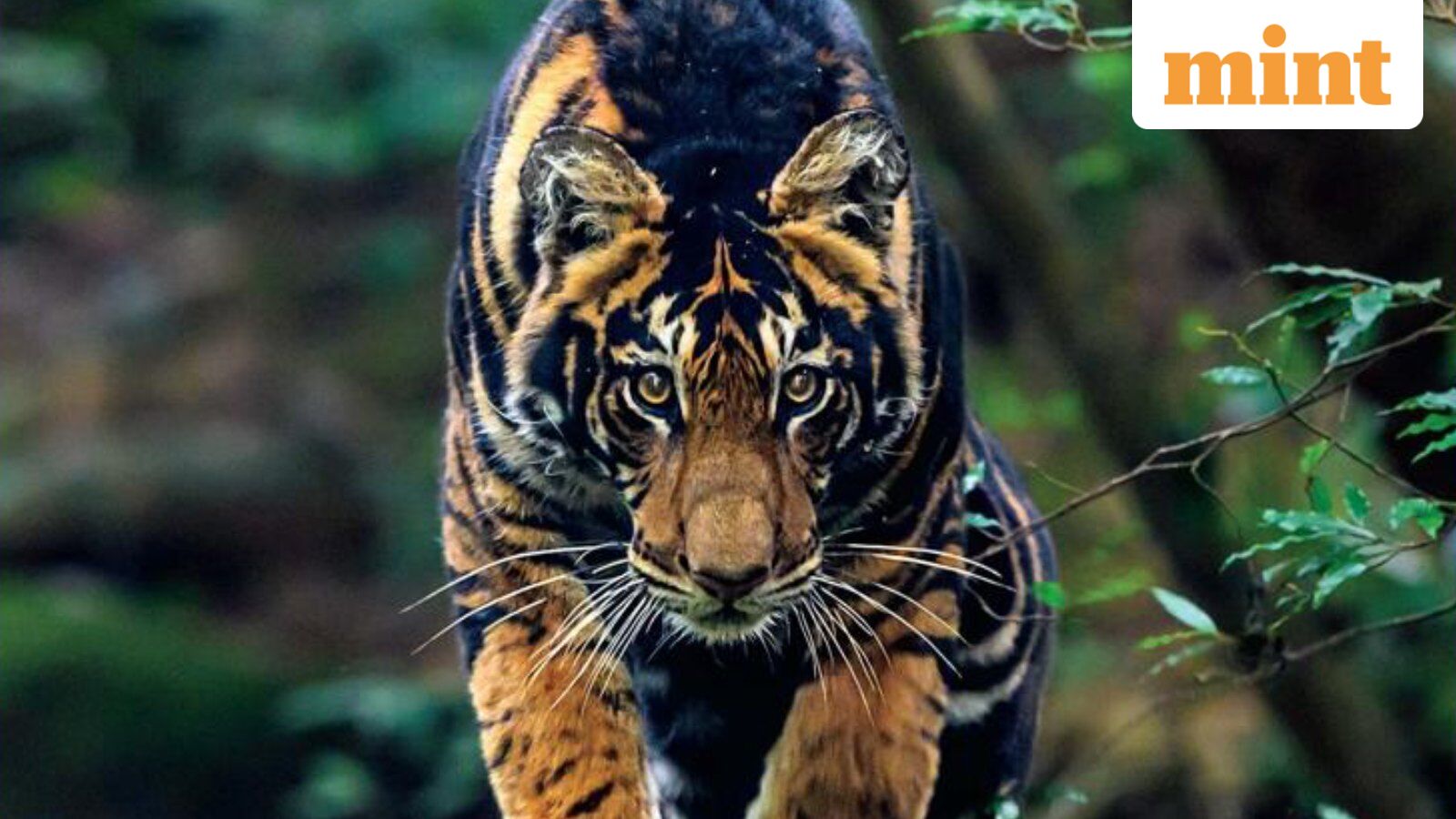 National Geographic Magazine cover featuring black tiger.