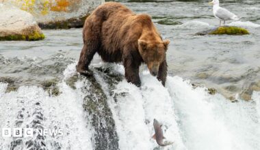 A big brown bear fishes for leaping salmons