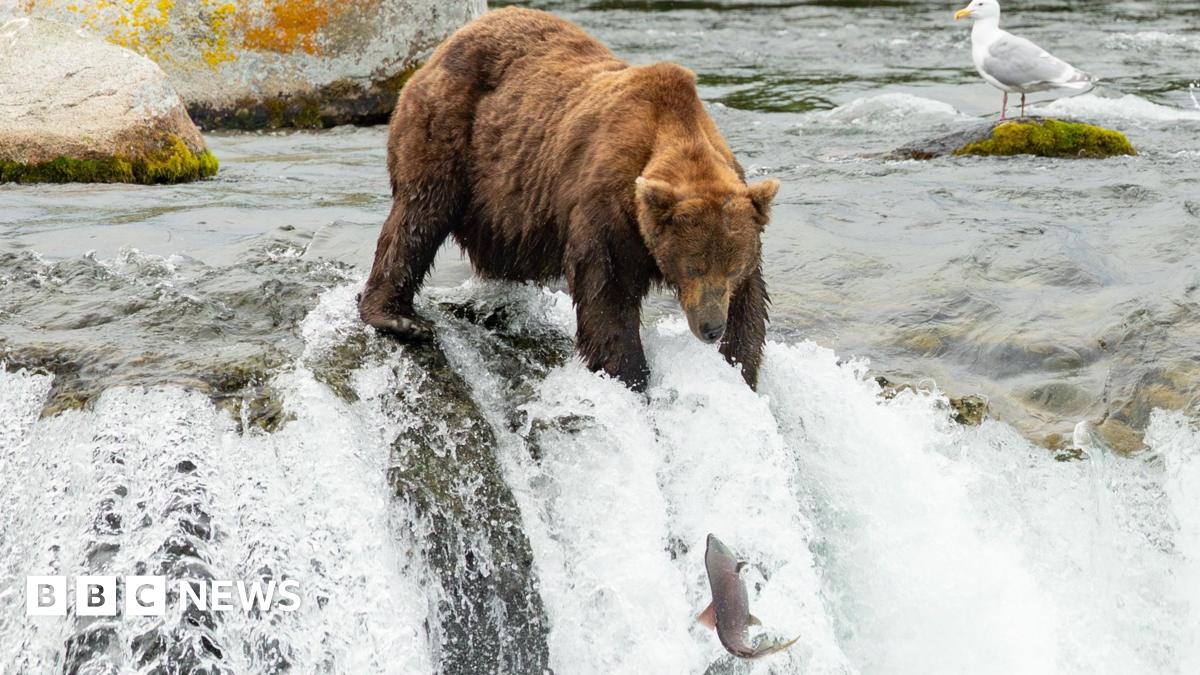 A big brown bear fishes for leaping salmons