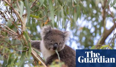 Loss of koala habitat shows ‘total failure’ of nature laws, conservationists say | Wildlife