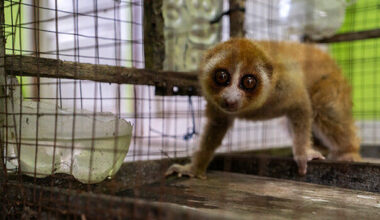 Stop wildlife trafficking. Save the wild.