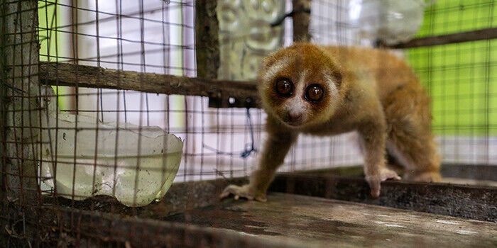 Stop wildlife trafficking. Save the wild.