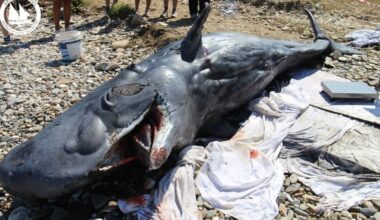 Sperm whale washes up dead on Samos coast