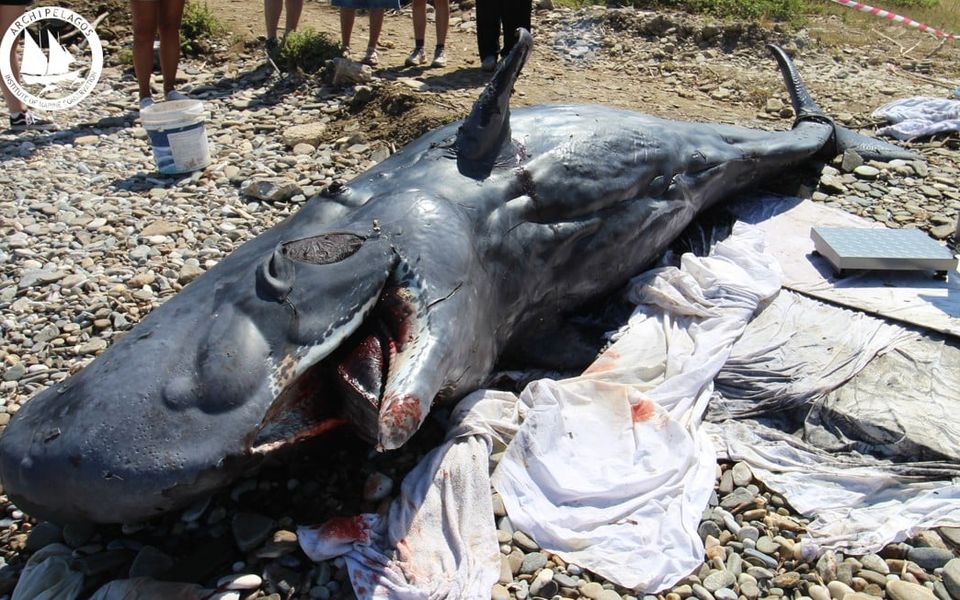 Sperm whale washes up dead on Samos coast