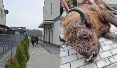 Escaped bison found eating garden plants in Polish village