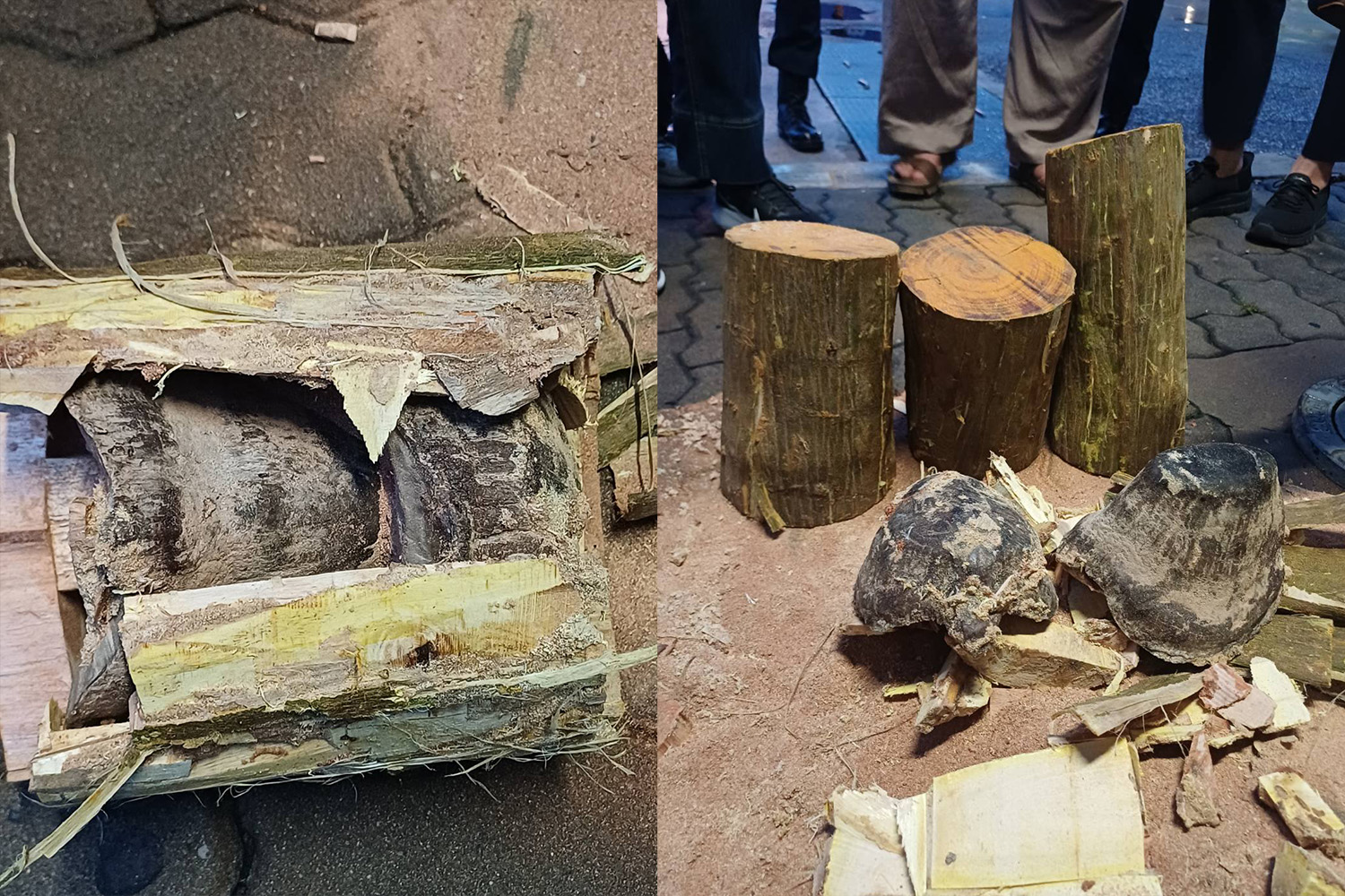 Authorities cut the logs open and discovered rhino horns hidden inside. (Photo: Department of National Parks, Wildlife and Plant Conservation)
