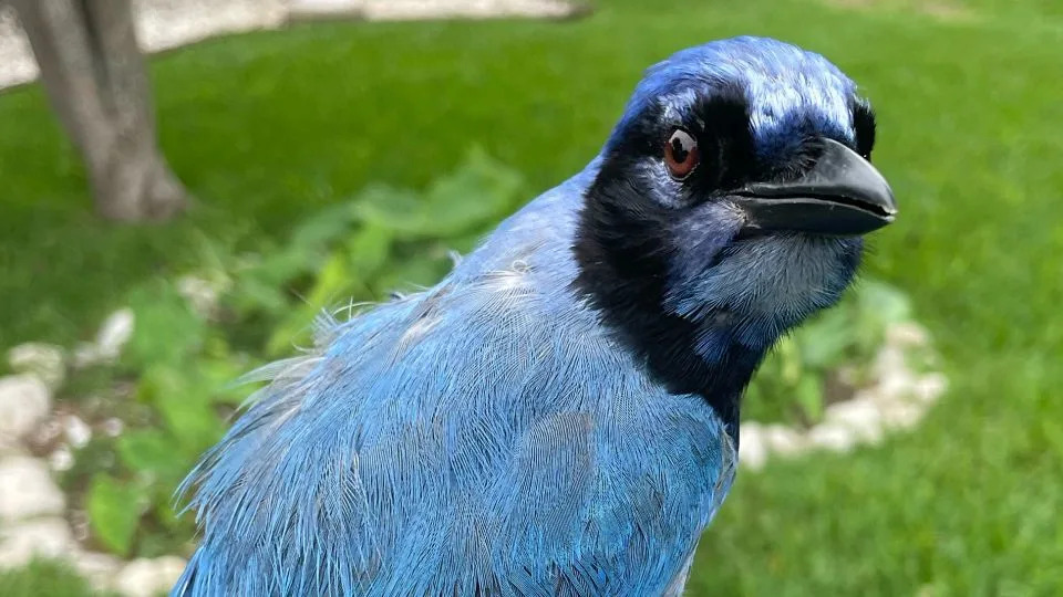 The mystery bird was observed following a flock of blue jays, making similar calls. But it also produced the clicks and rattling vocalizations of a green jay. - Brian Stokes/University of Texas