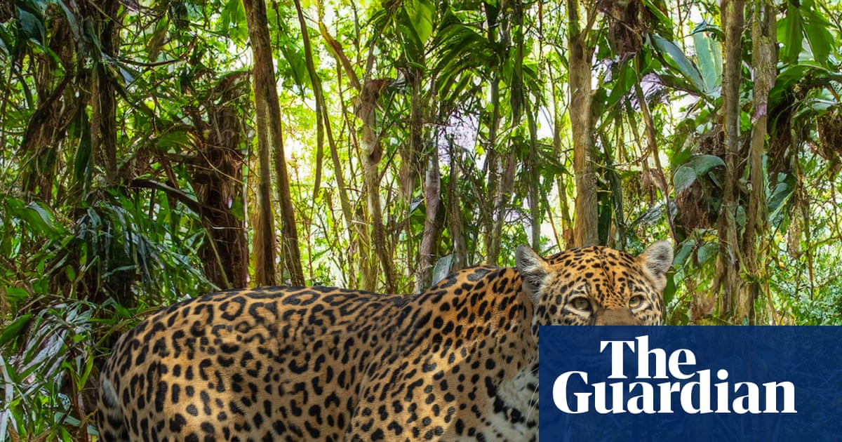 ‘We’re winning a battle’: Mexico’s jaguar numbers up 30% in conservation drive | Mexico