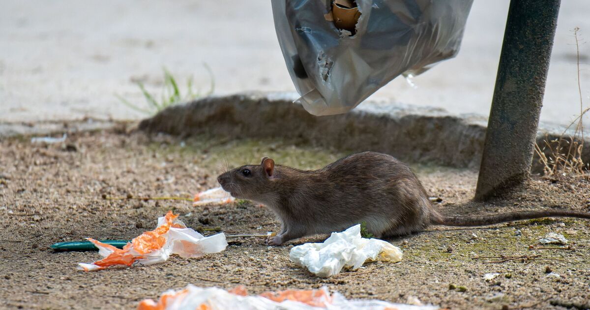 Panic in Paris as rats scurry through the city and families are 'pushed out' | World | News