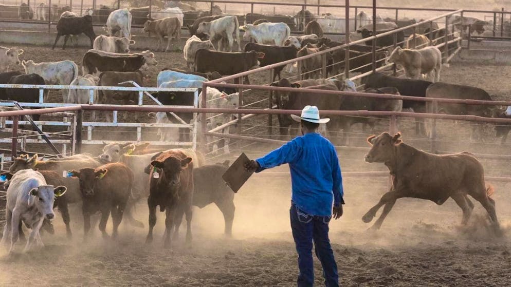In Mexico, 5000 cases of the New World screwworm fly were reported in livestock by August. (archive picture)
