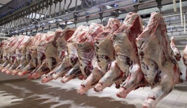 How ultrasounding has improved genetics, customer beef experience