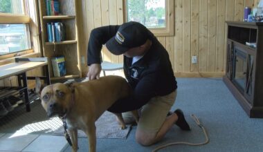 Northwoods chiropractor helps animals in need of an adjustment. | Local News