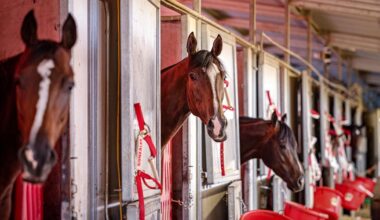 New Mexico family creating empire with quarter horse racing | Sports