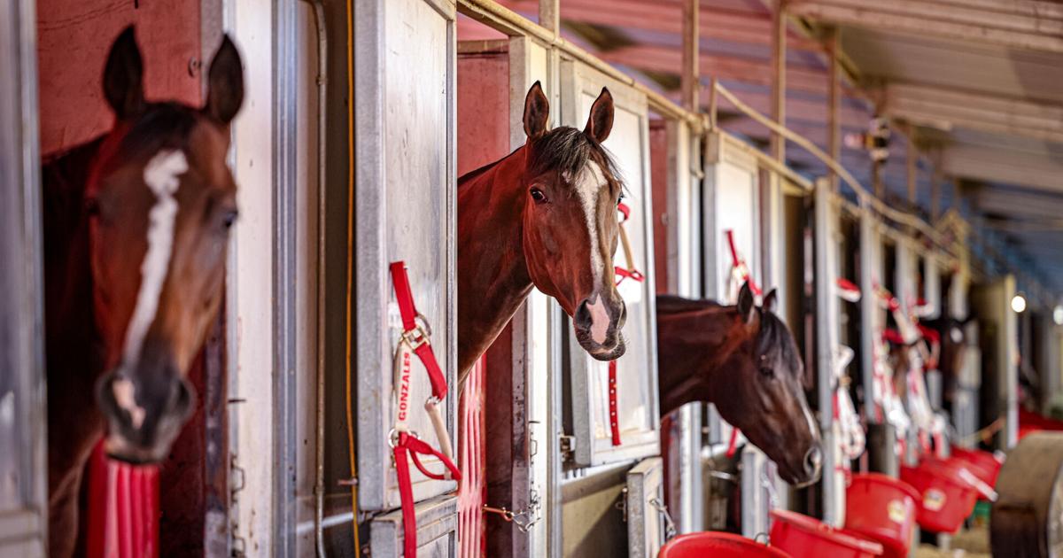 New Mexico family creating empire with quarter horse racing | Sports