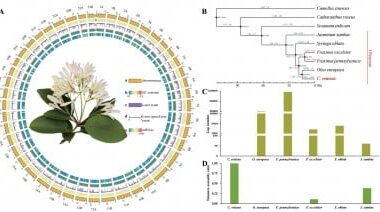 How a Single Gene Shapes the Floral Elegance of the “April Snow” Tree