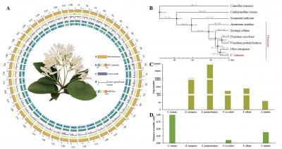 How a Single Gene Shapes the Floral Elegance of the “April Snow” Tree