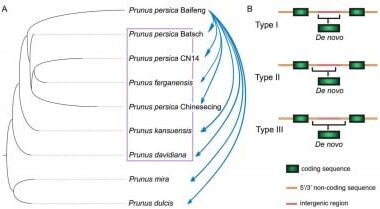 New Genes From Scratch: How Peach Creates Novel Traits