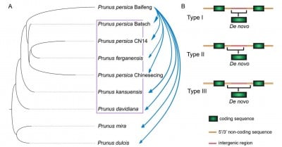 New Genes From Scratch: How Peach Creates Novel Traits