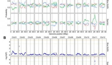 Affordable Sequencing Method Deciphers Polyploid Crops