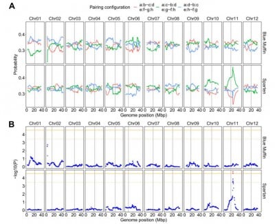 Affordable Sequencing Method Deciphers Polyploid Crops