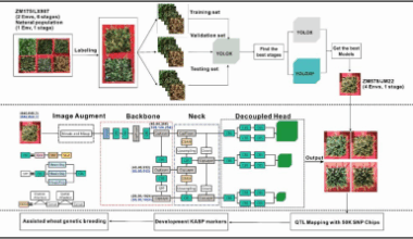 New deep learning model sharpens accuracy in wheat spike counting