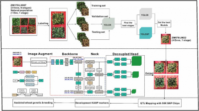 New deep learning model sharpens accuracy in wheat spike counting