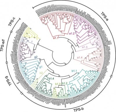 From Scents to Defense: Decoding the Genetic Drivers of Plant Terpenes