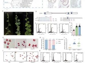 Gene Disruption Triggers Ploidy Doubling in Watermelon