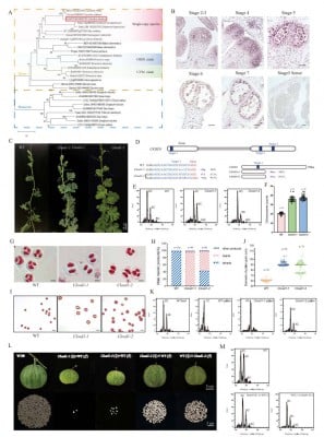 Gene Disruption Triggers Ploidy Doubling in Watermelon