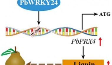 Unlocking the Genetic Key to Pear Russet Skin